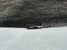 Fur seal between beach and rocks
