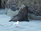 Fur seal and seagull