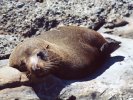 Fur seal enjoying the sun