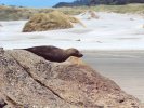 Fur seal enjoying the sun