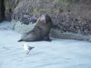 Fur seal and seagull