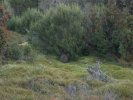 Cradle Mountain National Park