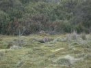 Cradle Mountain National Park