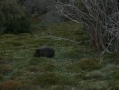 Cradle Mountain National Park