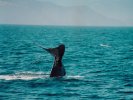 Sperm whale watching in Kaikoura