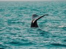 Sperm whale watching in Kaikoura