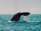 Sperm whale watching in Kaikoura