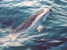 Dusky Dolphins, Kaikoura