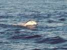 Dusky Dolphins, Kaikoura