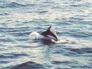 Dusky Dolphins, Kaikoura