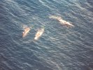 Helicopter whale watching, Kaikoura