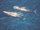 Sperm whales