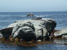 Fur seal, Kaikoura