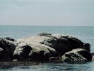 Fur seal, Kaikoura