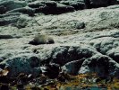 Fur seal, Kaikoura