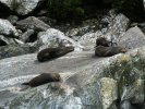 Milford Sound