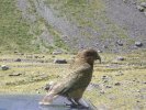 Kea near Milford Sound