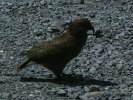 Kea near Milford Sound