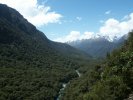 Kea near Milford Sound