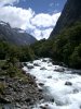 Kea near Milford Sound