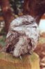 Tawny Frogmouth