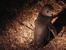 Penguin, Bicheno rookery