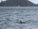 Dolphin spotting in the Bay of Islands