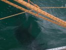 Dolphin under the catamaran