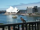 Bird watching Sydney Opera