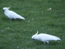 Birds in the Botanic Garden, Sydney