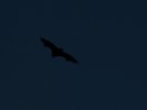 Bat over Sydney