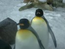 Penguins at Kelly Tarlton's