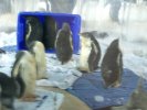 Penguins at Kelly Tarlton's