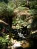 Forest near St.Columba Falls