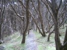 Forest near Ralph's Falls