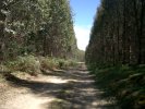 Road from St.Columba Falls to Ralph's Falls