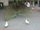 Peacocks not impressing seagulls, Sydney Zoo