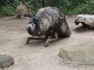 Ostrich with 'head in sand', Sydney Zoo