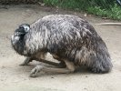 Ostrich with 'head in sand', side view, Sydney Zoo