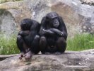 Apes, contemplating, Sydney Zoo