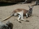 Kangaroo, resting, Sydney Zoo