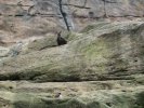 Kangaroo observing bird, Sydney Zoo