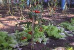 [Surprising sight: tomatoes in the arctic north]