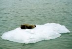 [Seal, relaxing on ice, July 1998]