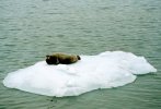 [Seal relaxing on pack ice]