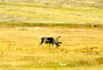 [Svalbard reindeer]