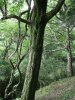 Hakone Detached Palace Garden