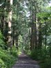 Hakone Cedar Avenue