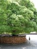 Wishing tree, Meiji Shrine, Tokyo
